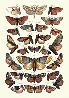 Insect Lithographs Gallery: Moths, Insects, Kitten, Puss Moth, Lobster, Marbled Brown, Prominent, Chocolate Tip