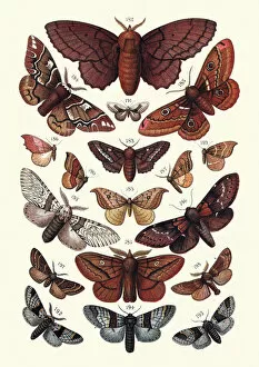 Insect Lithographs Collection: Moths, Insects, Lappet, Kentish glory, Emperor, Hook tip, Kitten, Plumed Prominent