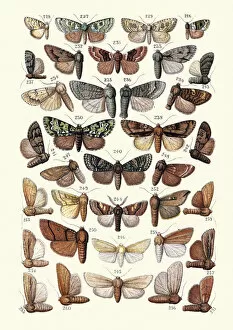 Insect Lithographs Gallery: Moths, Insects, Lichen Beauty, Marbled Green, Cambridge Beauty, Tussock