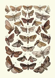 Insect Lithographs Collection: Moths, Insects, Wainscot, Rufous, Lyme grass, Slender Clouded Brindle
