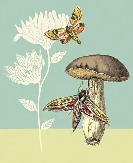 Illustratio Prints: Moths Mushroom and Flower