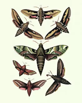 Insect Lithographs Gallery: Moths, Sphingidae, Bedstraw hawk-moth, Spurge, Striped, Elephant, Oleander