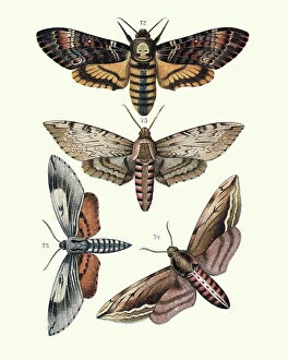 Insect Lithographs Gallery: Moths, Sphingidae, Death s-head hawkmot, convolvulus, privet, pine