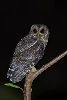 Mottled Owl