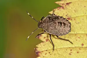 Deutschland Prints: Mottled Shieldbug or Stink Bug -Rhaphigaster nebulosa