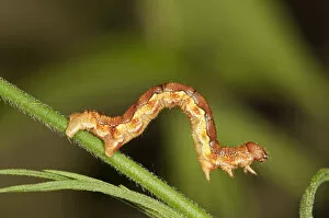 Mottled Umber -Erannis defolaria-, caterpillar foraging for food, Untergroningen, Abtsgmuend, Baden-Wurttemberg