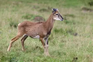 Ruminant Prints: Mouflon (Ovis orientalis), Daun wildlife park, Rhineland-Palatinate, Germany, Europe
