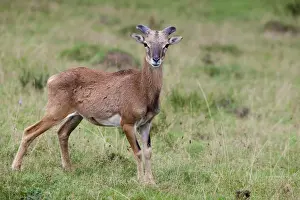 Ovis Prints: Mouflon (Ovis orientalis), Daun Wildlife Park, Rhineland-Palatinate, Germany, Europe