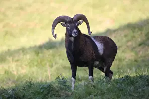 Ram Animal Prints: Mouflon -Ovis orientalis musimon-, Unterallgaeu, Allgaeu, Bavaria, Germany, Europe