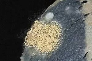 Images Dated 27th May 2012: Mould, spores, mould culture, on sausage