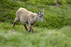 Images Dated 7th July 2013: Moulting Alpine Ibex -Capra ibex-, Bernese Oberland, Canton of Bern, Switzerland