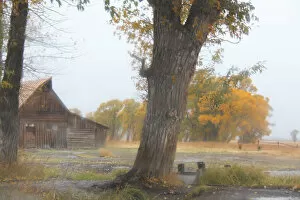 Derelict Buildings Gallery: Moulton Barn at Mormon Row on a rainy autumn day in Grand Teton National Park, Wyoming