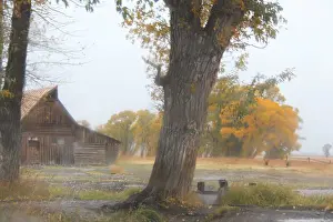 Prints of In 1890, Mormon settlers (The Church of Jesus Christ of Latter-day Saints) arrived to establish new communities east of the Blacktail Butte in Wyoming Nature's Majesty: Grand Teton National Park's breathtaking beauty captured: Moulton Barn at Mormon Row on a rainy autumn day in Grand Teton National Park, Wyoming