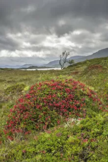 Mounds with autumnal colours, Gisloeya, Vesteralen, Nordland, Norway