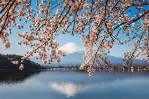 Delicate Cherry Blossoms Collection: Mount Fuji & cherry tree in full bloom