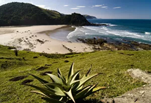 Eastern Cape Gallery: Mountain Aloe or Snake Aloe -Aloe broomii- in the coastal landscape, Wild Coast, Eastern Cape