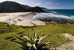 Wild Coast Prints: Mountain Aloe or Snake Aloe -Aloe broomii- in the coastal landscape