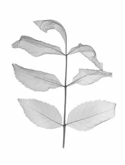 Radiography Collection: Mountain ash (Sorbus rosaceae), X-ray