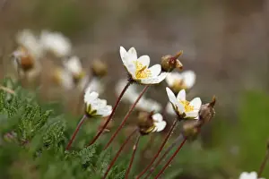 Rosaceae Prints: Mountain Avens or White Dryas (Dryas octopetala), Burren, Ireland, Europe