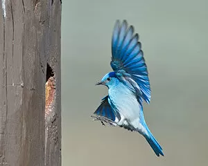 Images Dated 16th May 2011: Mountain bluebird