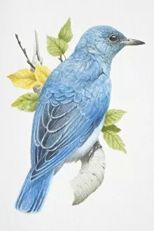 Turquoise Colored Collection: Mountain Bluebird, sialia currucoides, turquoise blue bird sitting on a branch