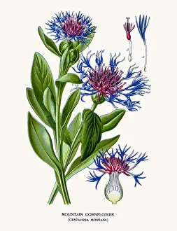 Mountain cornflower
