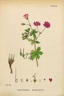Images Dated 11th March 2017: Mountain Cranesbill, Geranium Pyrenaicum, Victorian Botanical Illustration, 1863
