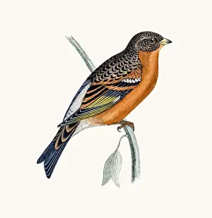 Finch Prints: Mountain Finch bird