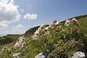 Styria Prints: Mountain flowers, Diapensia (Diapensia lapponica)