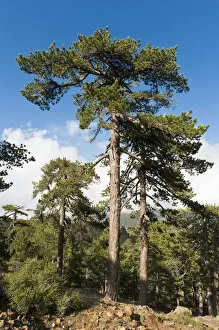 Mountain forest, European Black Pines or Taurian Pines -Pinus nigra ssp. Pallasiana-, Artemis hiking trail