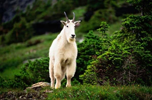 Montana Collection: Mountain Goat, Glacier Nat. Park, Montana