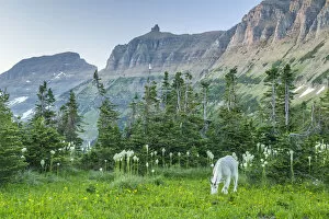 Images Dated 19th July 2017: Mountain goat grazing in meadow, Glacier National Park, Montana, USA