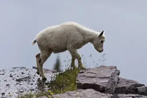 Us Glacier National Park Prints: Mountain Goat -oreamnos americanus