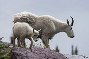 Montana Collection: Mountain Goat -oreamnos americanus- with goatling on a snow field, Glacier National Park, Montana