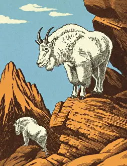 Mountain Goats