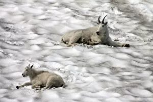 Mountain Goats -oreamnos americanus- on a snow field, Glacier National Park, Montana, United States