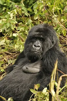 Hominidae Prints: Mountain Gorilla -Gorilla beringei beringei- from the Hirwa group at the foot of the Gahinga Volcano
