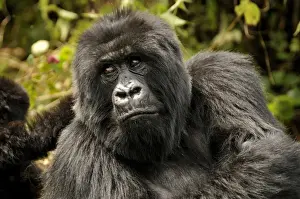 Mountain Gorilla -Gorilla beringei beringei- of the Hirwa group at the foot of the Gahinga volcano, Volcanoes National Park, Parc National des Volcans, Rwanda, Africa