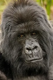 Hominidae Prints: Mountain Gorilla -Gorilla beringei beringei- from the Hirwa group at the foot of the Gahinga Volcano