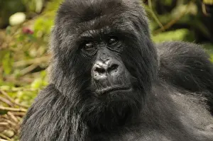 Hominidae Prints: Mountain Gorilla -Gorilla beringei beringei- from the Hirwa group at the foot of the Gahinga Volcano
