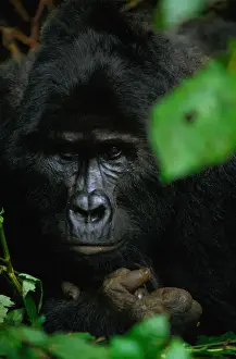 Art Wolfe Photography Prints: Mountain gorilla (Gorilla gorilla beringei), close-up, Uganda