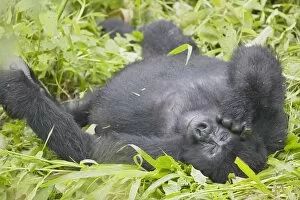Images Dated 7th September 2006: Mountain Gorilla (Gorilla gorilla beringei) lying on back in grass