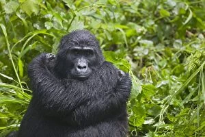 Images Dated 7th September 2006: Mountain Gorilla (Gorilla gorilla beringei) resting in rainforest
