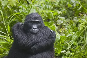Resting Prints: Mountain Gorilla (Gorilla gorilla beringei) resting in rainforest