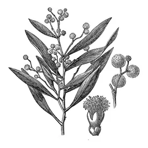 Mountain Hickory Wattle (Acacia peninervis)