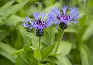 Mountain Knapweed, Perennial Cornflower or Bachelors Button -Centaurea montana-, flowering, Thuringia, Germany