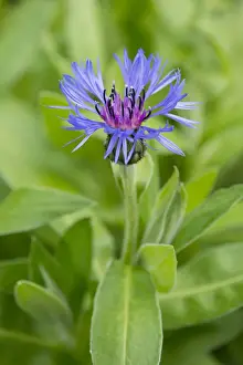 Deutschland Prints: Mountain Knapweed, Perennial Cornflower or Bachelors Button -Centaurea montana