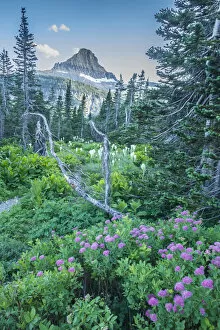 Images Dated 17th July 2017: Mountain landscape with spirea flowers and bear grass, Glacier National Park, Montana, USA