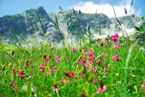 Images Dated 23rd July 2010: Mountain meadow with pink flowers