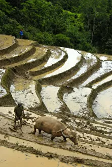 Mountain paddy, irrigated rice terraces, farmer tilling and plowing the field with a water buffalo